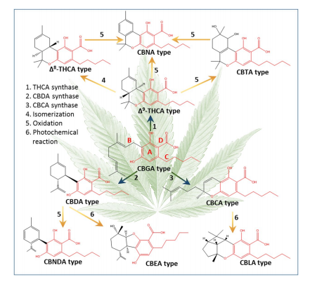 Phytocannabinoid - Society Of Cannabis Clinicians